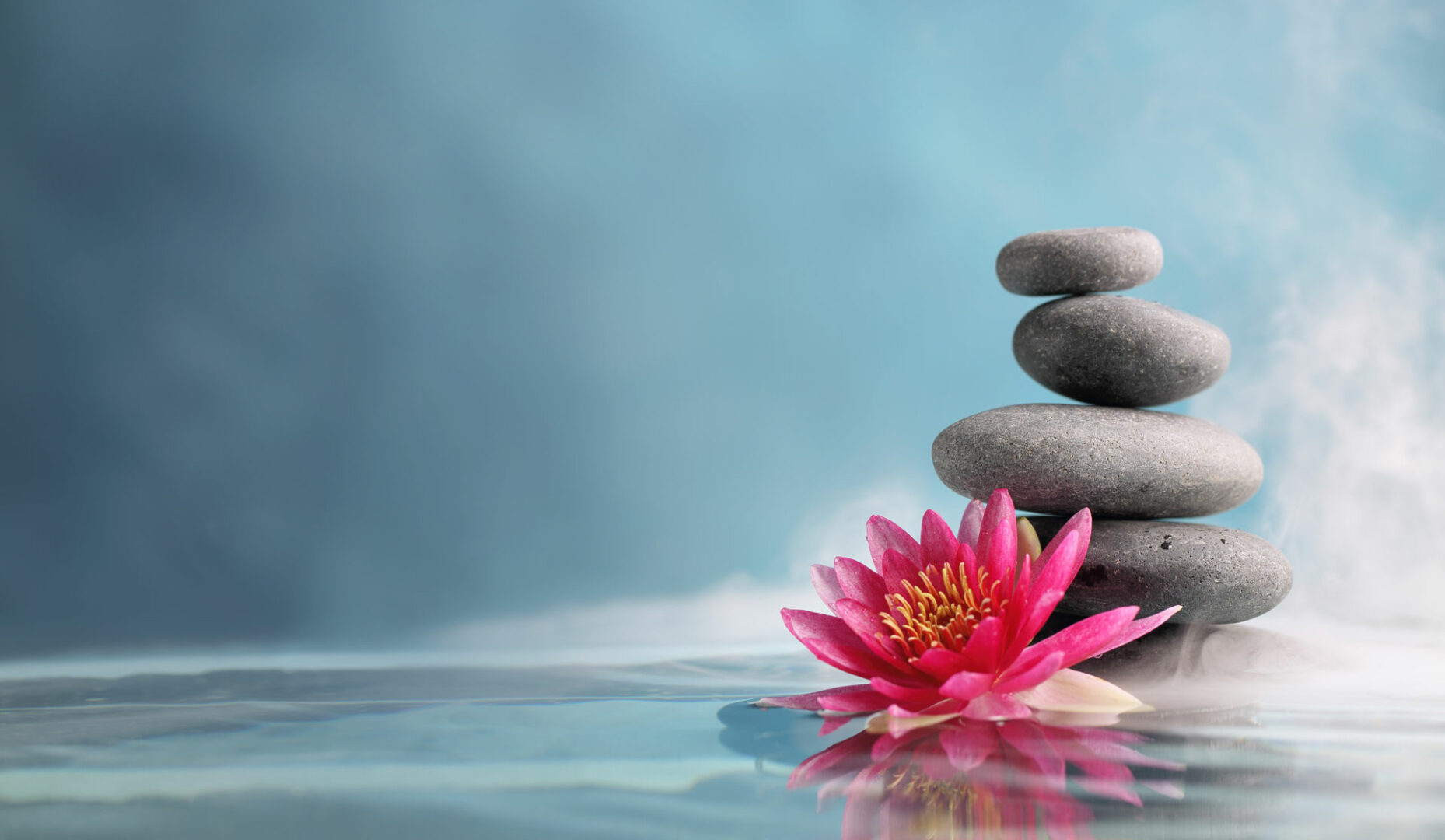 A pink flower sitting on top of some rocks.