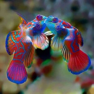 A colorful fish is swimming in the water.