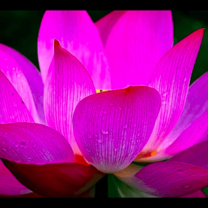 A close up of the petals on a pink flower.