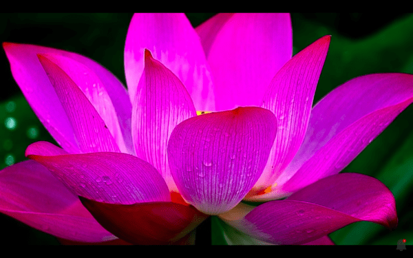 A close up of the petals on a pink flower.